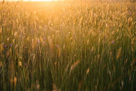 Spikelets in the field on the setting sun.Natural background and texture. Foto stock