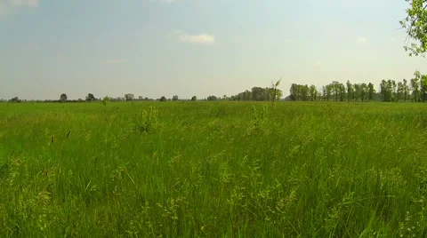 Spikelets in the field. Steadicam. The camera moves forward low 스톡 동영상 50878085