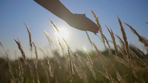 Spikelets in the field at sunrise Stock Footage 171596476
