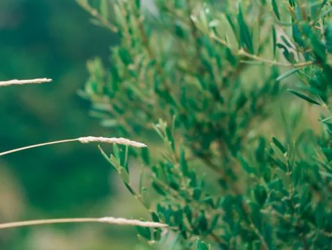 Spikelets in the field at sunset. The texture of grass at sunset Stock Photos