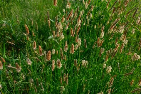 Spikelets of flowering grass 写真素材