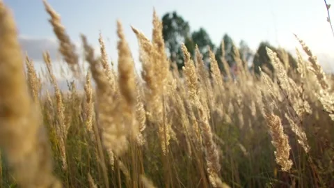 Spikelets fluttering in the field under gusts of wind at sunset. Stock Footage 187486996