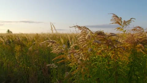 Spikelets fluttering in the field under gusts of wind at sunset. Stock Footage 194533028