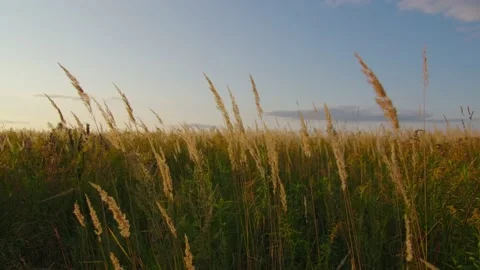 Spikelets fluttering in the field under gusts of wind at sunset. Stock Footage 194533067