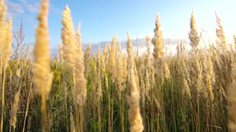 Spikelets fluttering in the field under gusts of wind at sunset. Stock Footage 194533149
