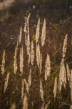 Spikelets glowing in the sun Stock Photos