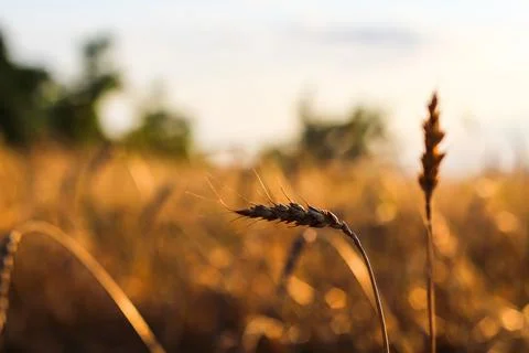 Spikelets gold color, backlit, natural summer background. Photo of wheat fiel Stock Photos