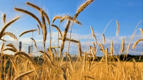 Spikelets of golden ripe Video stock 127368132