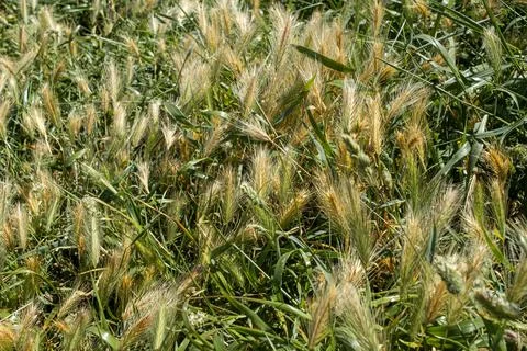 Spikelets of grain crops. grain background. growing spikelets of oats Stock Photos
