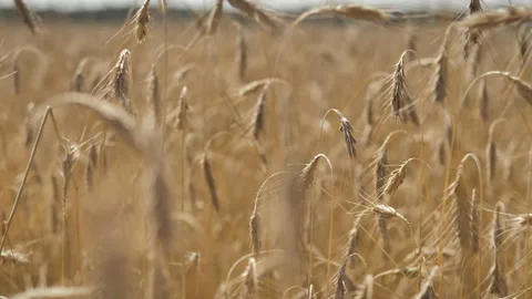 Spikelets of grain swaying in the wind, in a blur Stock Footage 201013286