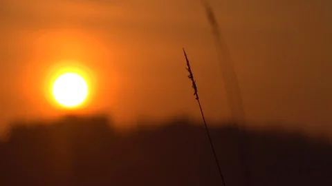 Spikelets of grass against the rising sun. Variable focus. Stock Footage 103664985