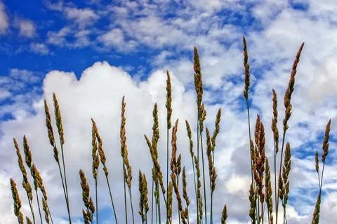 Spikelets of grass against the sky with clouds 스톡 사진