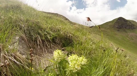 Spikelets of grass and yellow flower gently flutter in the wind in the mountains Stock Footage 40618660