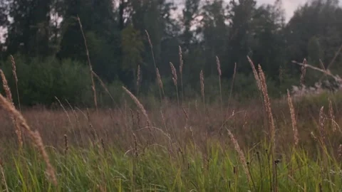 Spikelets of grass is being swayed by light wind. Green trees background Stock Footage 161040187