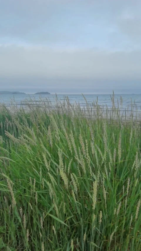 Spikelets grass blowing in the wind Stock Footage 156646776