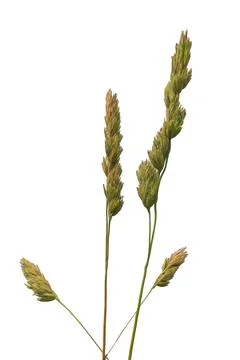 Spikelets of grass close-up isolate on white background Fotos de archivo