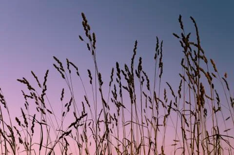 Spikelets of grass developing against the sky at sunset day Stock Photos