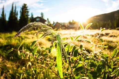 Spikelets of grass in droplets of ron field in the light of the sun at dawn Stock Photos