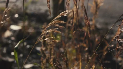 Spikelets of grass fluttering heavily in the wind on a sunny day Stock Footage 156680248
