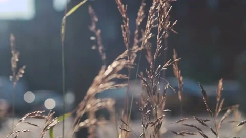 Spikelets of grass fluttering in the wind on a sunny day Stock Footage 156680153