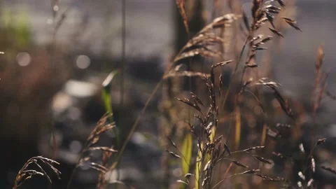 Spikelets of grass fluttering in the wind on a sunny day with blurred background Stock Footage 156680155