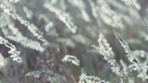 Spikelets of grass 스톡 동영상 56579555