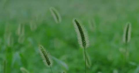 Spikelets of grass Stock Footage 226948331