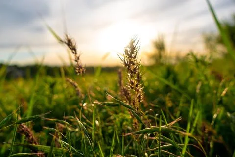 Spikelets of grass on fresh spring field in front of the sun, close up. Stock Photos