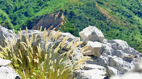 Spikelets grass moves from the wind nature 4k video. Mountain rock peak Stock Footage 66605145