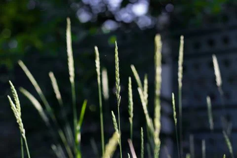 Spikelets of grass. Stock Photos
