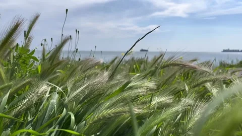 Spikelets of grass in the  sea wind- stock video Stock Footage 240347604