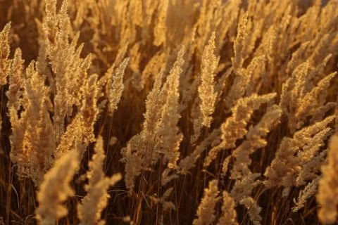 Spikelets of grass at sunset, yellow background with soft focus. Wallpaper, s Stock Photos