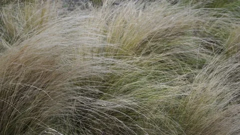 Spikelets of grass swayed by the wind. Meadow grass in the countryside Stock Footage 234816937