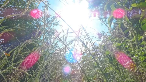 Spikelets Of Grass Swaying In Wind Against Sun And Blue Sky Sun Glare Tilting Stock Footage 171418272