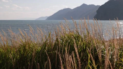 Spikelets of grass swaying in the wind against the backdrop of the ocean Stock Footage 310841931