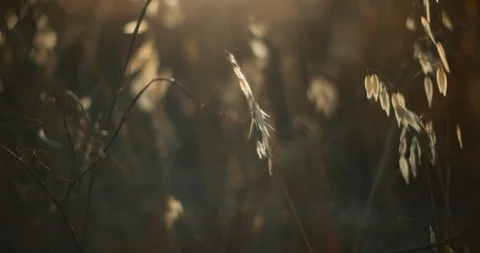 Spikelets of grass swaying in the wind outside at sunset with sun flares Stock Footage 125766284