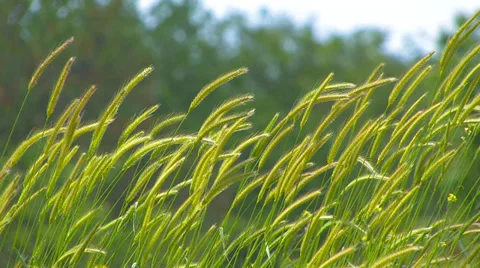 Spikelets of grass in the wind. Stock Footage 33526944