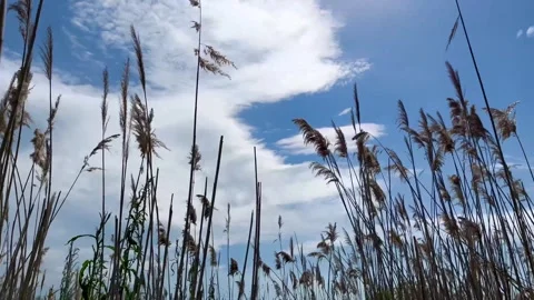 Spikelets of grass in the wind- stock video Stock Footage 240342674