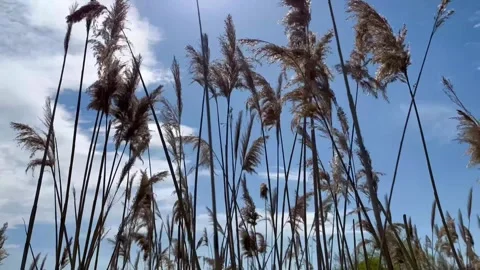 Spikelets of grass in the wind- stock video Stock Footage 240342736