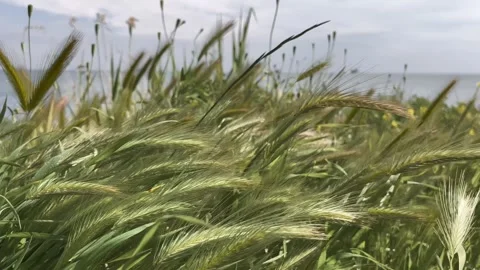 Spikelets of grass in the wind- stock video Stock Footage 240347310