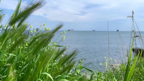 Spikelets of grass in the wind- stock video Stock Footage 240347807