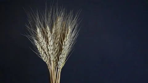 Spikelets on a gray background in slow motion Stock Footage 132604633