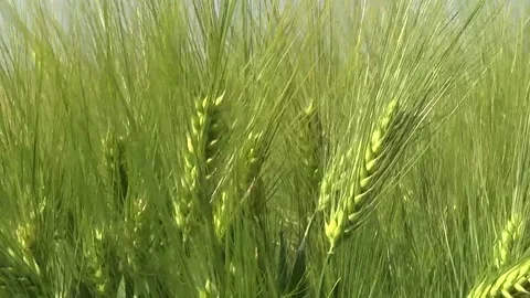 Spikelets of green barley in the field Stock Footage 146894775