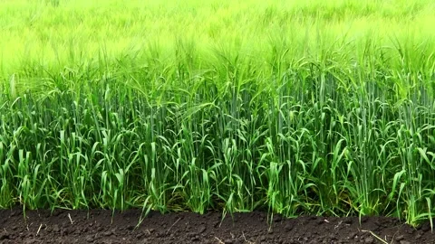 Spikelets of green barley in the field Stock Footage 146894777