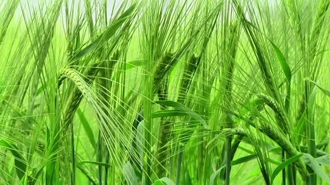 Spikelets of green barley in the field Stock Footage 146894778