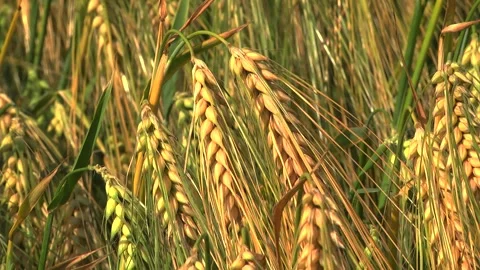 Spikelets of green barley in the field Stock Footage 146894779