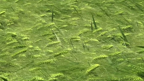 Spikelets of green barley in the field Stock Footage 146894780