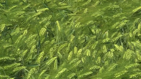 Spikelets of green barley in the field Stock Footage 146894788