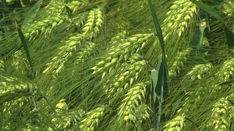 Spikelets of green barley in the field Stock Footage 146894791