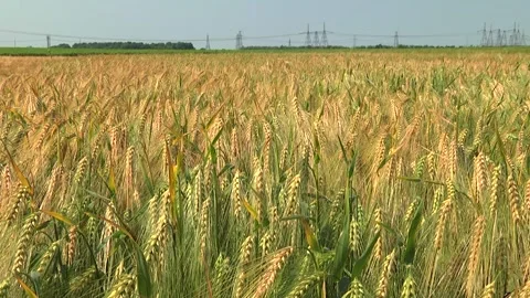 Spikelets of green barley in the field Stock Footage 146894794